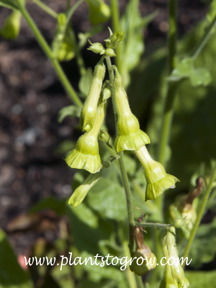 Lime Green Nicotiana (Nicotiana langsdorfii) | Plants To Grow Plants ...