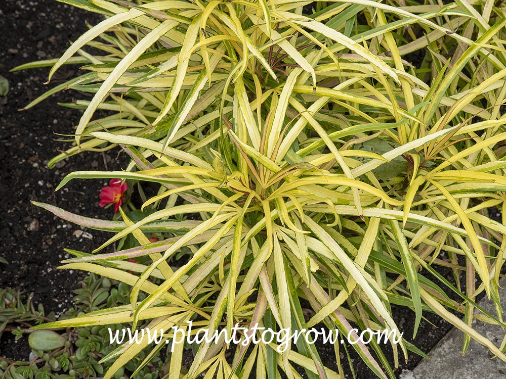 Osmoxylon lineare 'Gold Fingers' | Plants To Grow Plants Database by ...