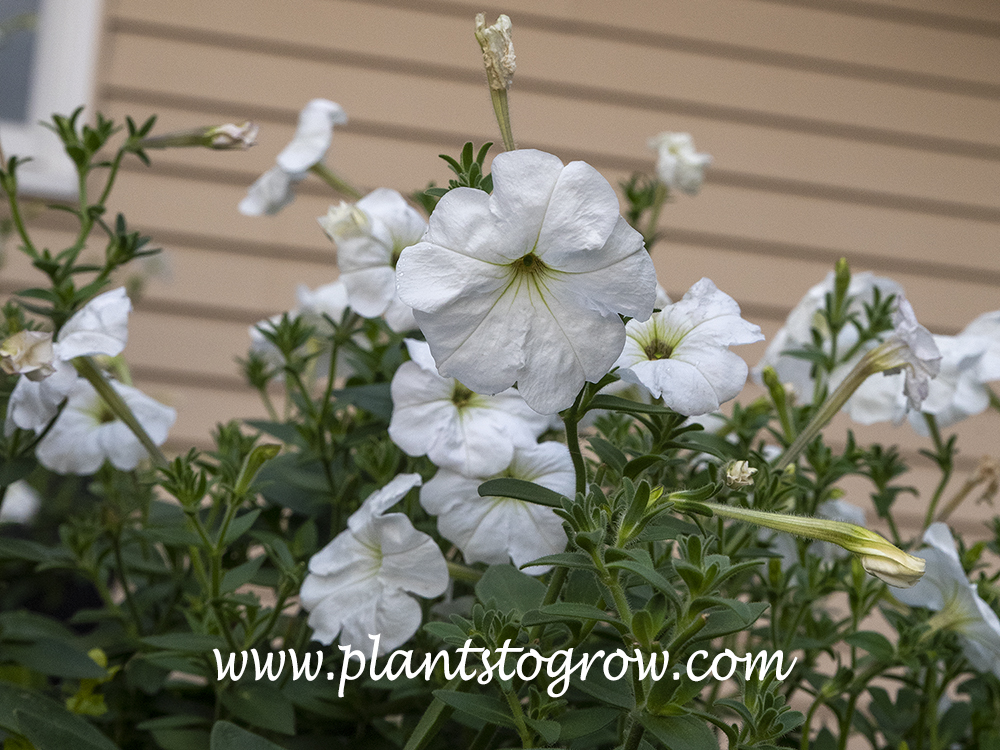 Rainmaster Petunia (Petunia axillaris) | Plants To Grow Plants Database ...