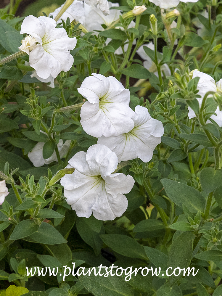 Rainmaster Petunia (Petunia axillaris) | Plants To Grow Plants Database ...