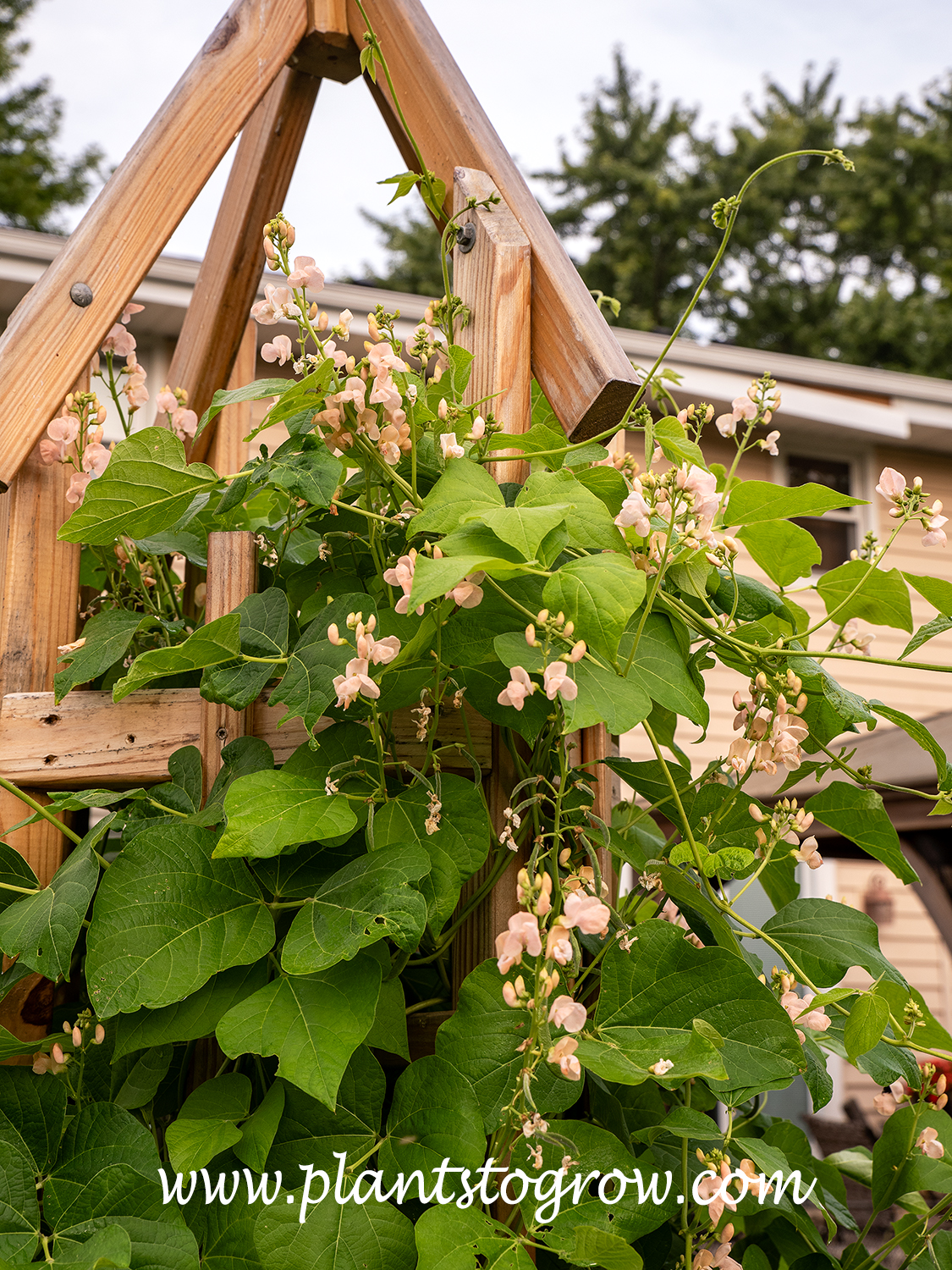 Sunset Runner Bean (Phaseolus coccineus) | Plants To Grow Plants ...