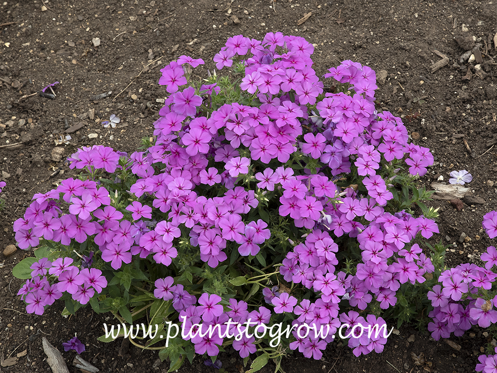 Gisele Phlox (Phlox drummondii) | Plants To Grow Plants Database by ...