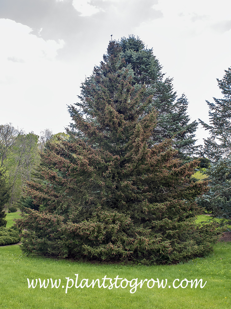 Wilsons Spruce (Picea wilsonia) | Plants To Grow Plants Database by ...