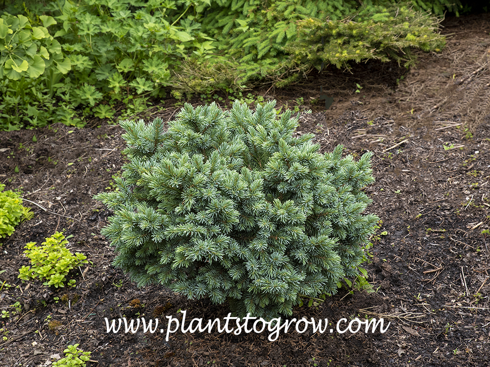 'Jasper Engelman Spruce' (Picea engelmanii) | Plants To Grow Plants ...