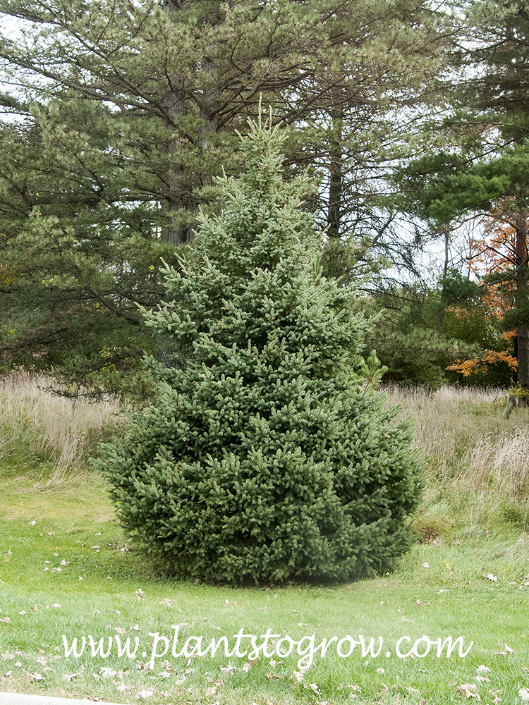 Black Hills Spruce (Picea glauca densata) | Plants To Grow Plants ...