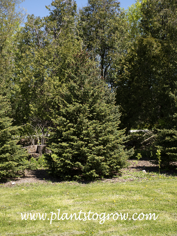 Black Hills Spruce (Picea glauca densata) | Plants To Grow Plants ...