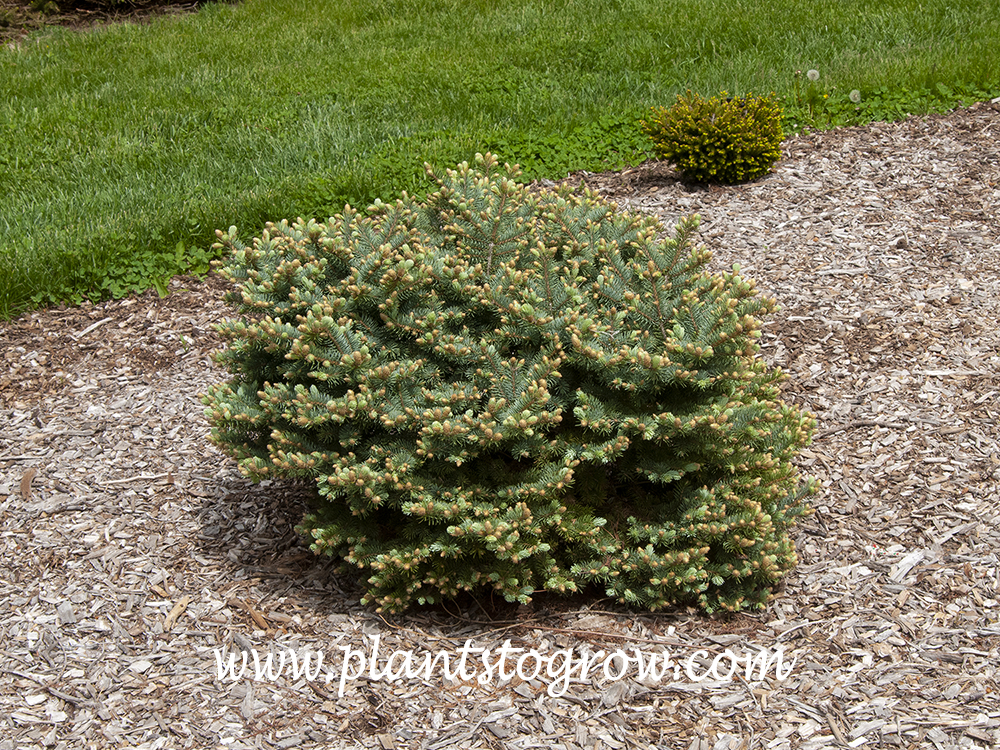 'Thume' Blue Spruce (Picea pungens) | Plants To Grow Plants Database by ...