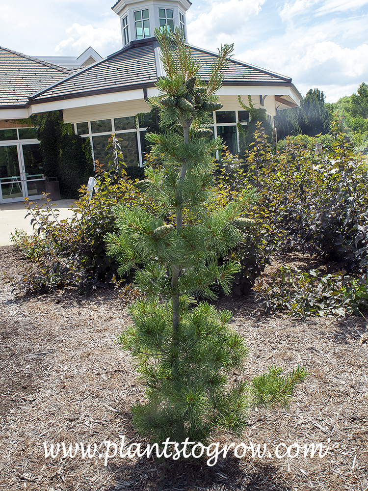 Blue Angel Japanese White Pine (Pinus parviflora) | Plants To Grow ...