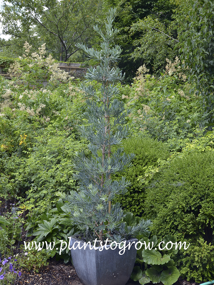 Icee Blue Yellowwood (Podocarpus) | Plants To Grow Plants Database by ...