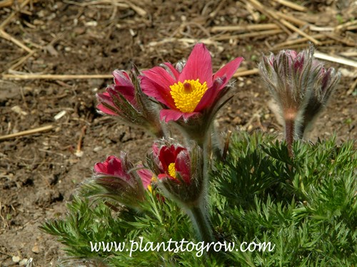 Red Pasque Flower (Pulsatilla vulgaris rubra) | Plants To Grow Plants ...