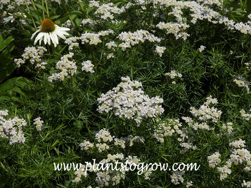 Narrow Leaf Mountain Mint (Pycnanthemum tenuifolium) | Plants To Grow ...