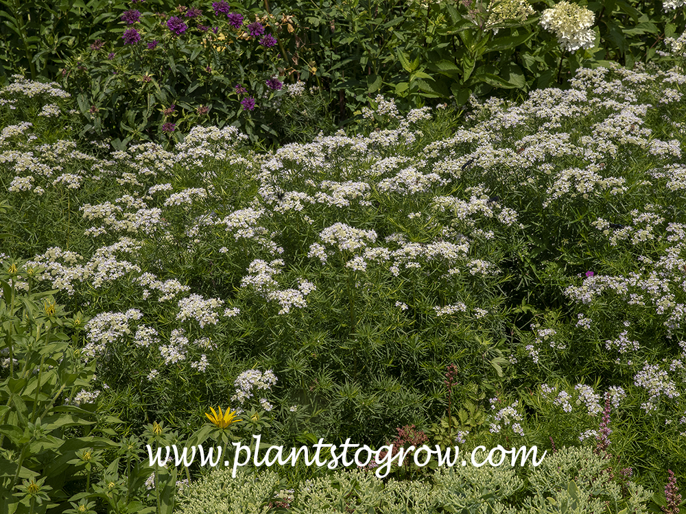 Narrow Leaf Mountain Mint (Pycnanthemum tenuifolium) | Plants To Grow ...