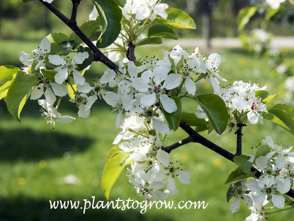 Korean Sun Pear (Pyrus fauriei) | Plants To Grow Plants Database by ...