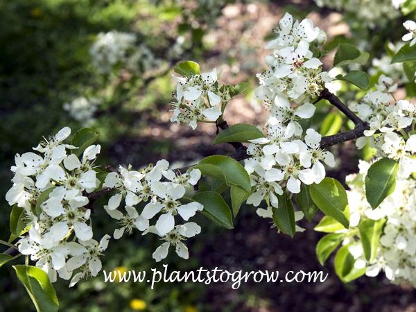 Korean Sun Pear (Pyrus fauriei) | Plants To Grow Plants Database by ...