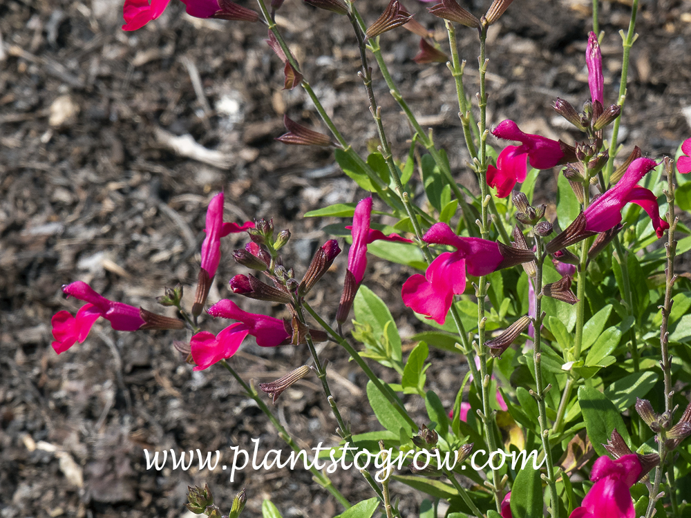 Mirage Hot Pink Salvia (Salvia greggii) | Plants To Grow Plants ...