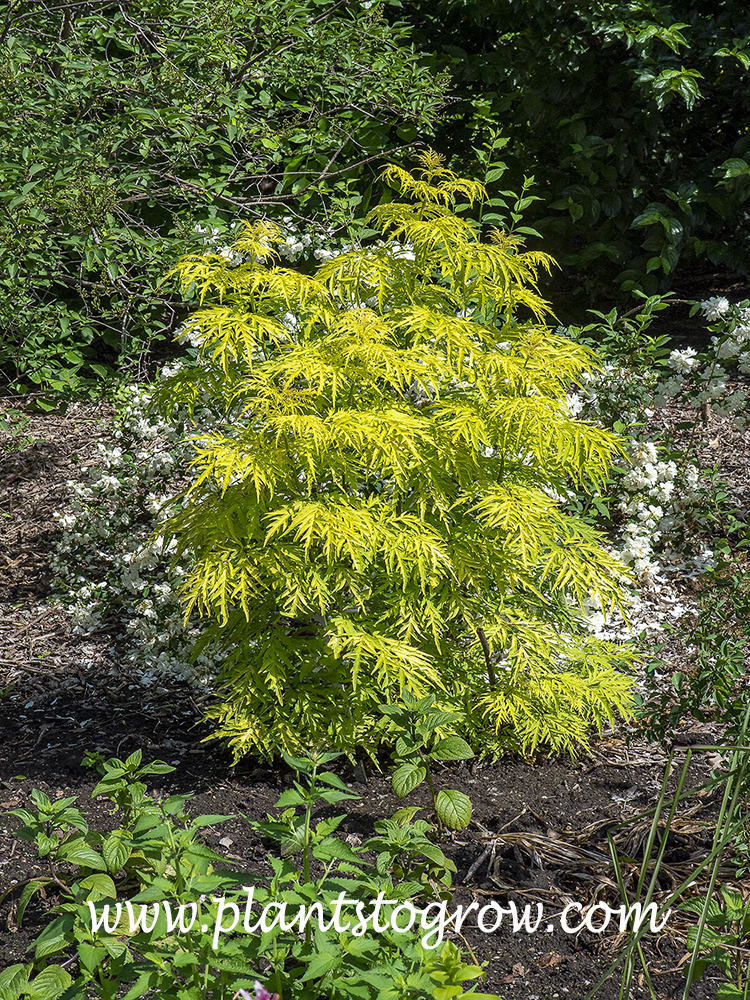 Lemony Lace Elderberry (Sambucus racemosa) | Plants To Grow Plants ...