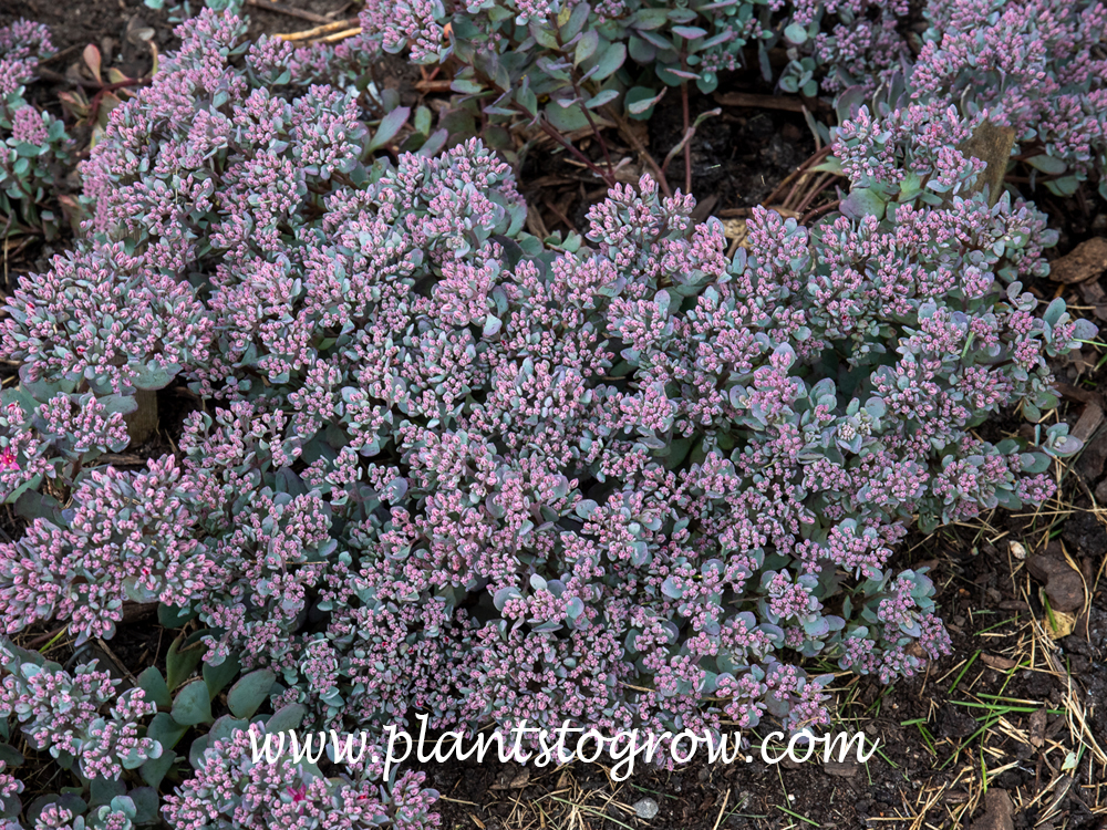 Sedum Blueberry Pie (Hylotelephium cauticola) | Plants To Grow Plants ...