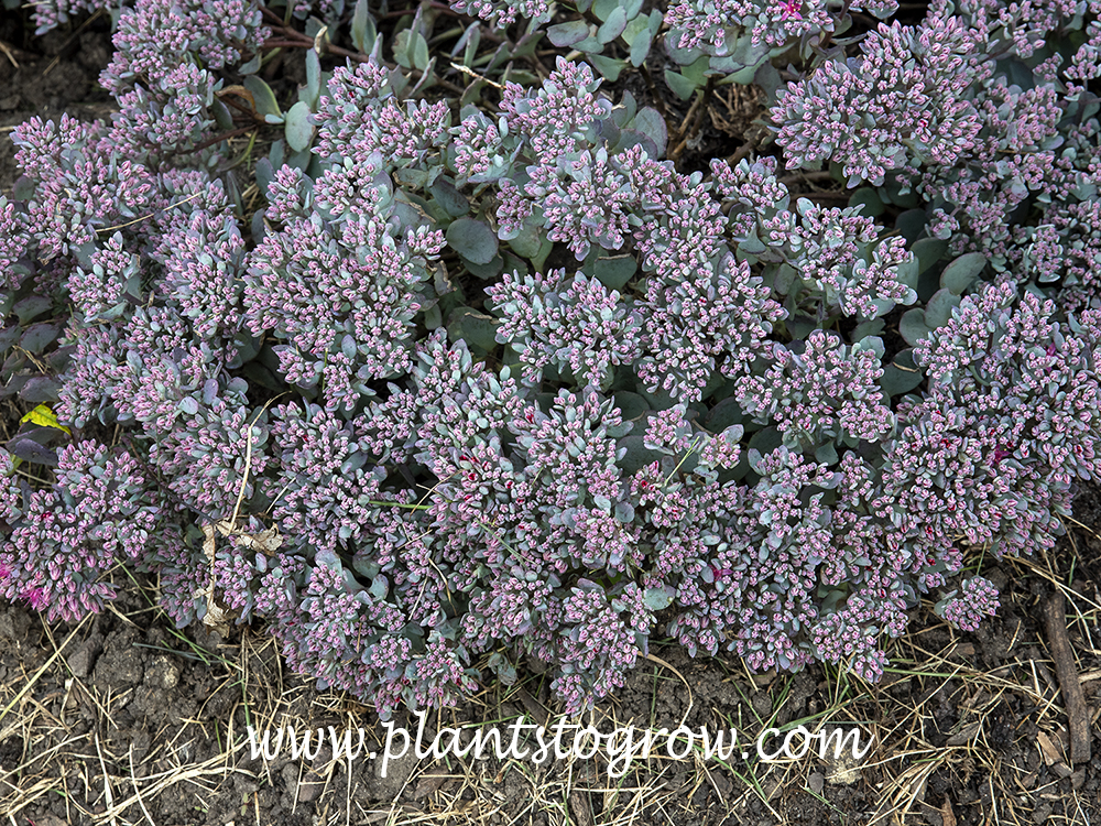 Sedum Blueberry Pie (Hylotelephium cauticola) | Plants To Grow Plants ...