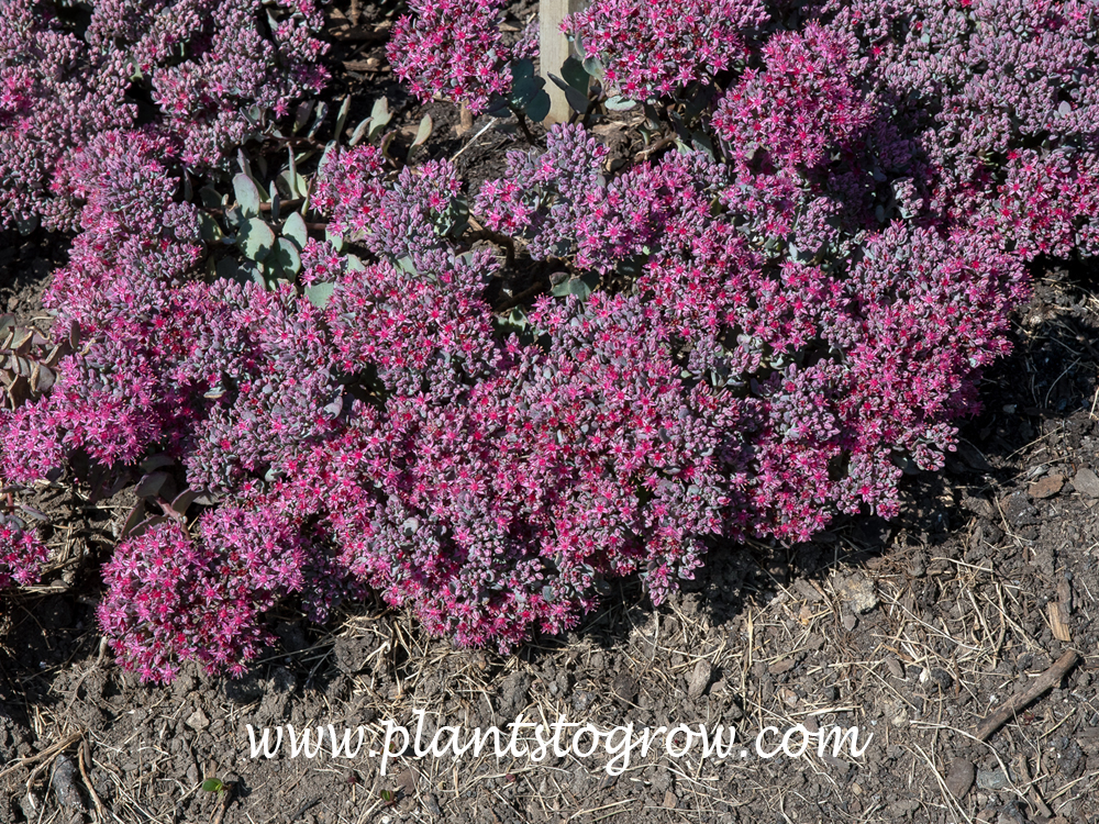 Sedum Blueberry Pie (Hylotelephium cauticola) | Plants To Grow Plants ...