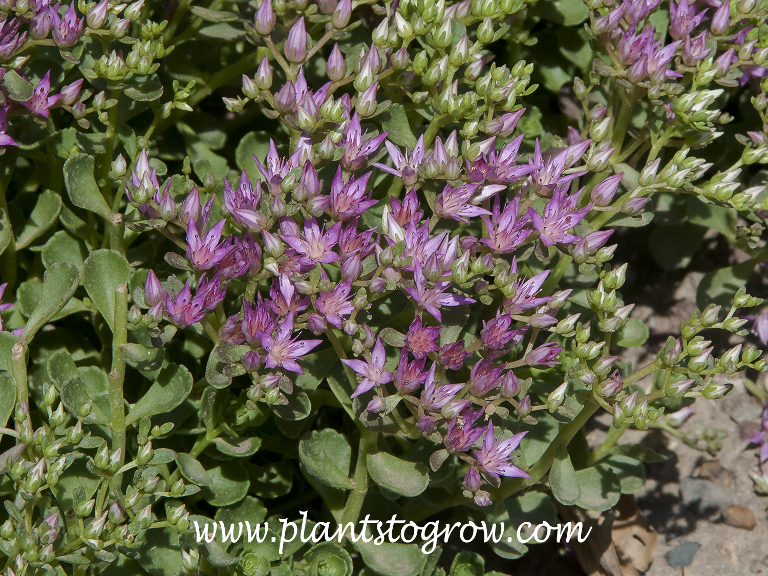 Sedum John Creech (Phedimus spurium) | Plants To Grow Plants Database ...