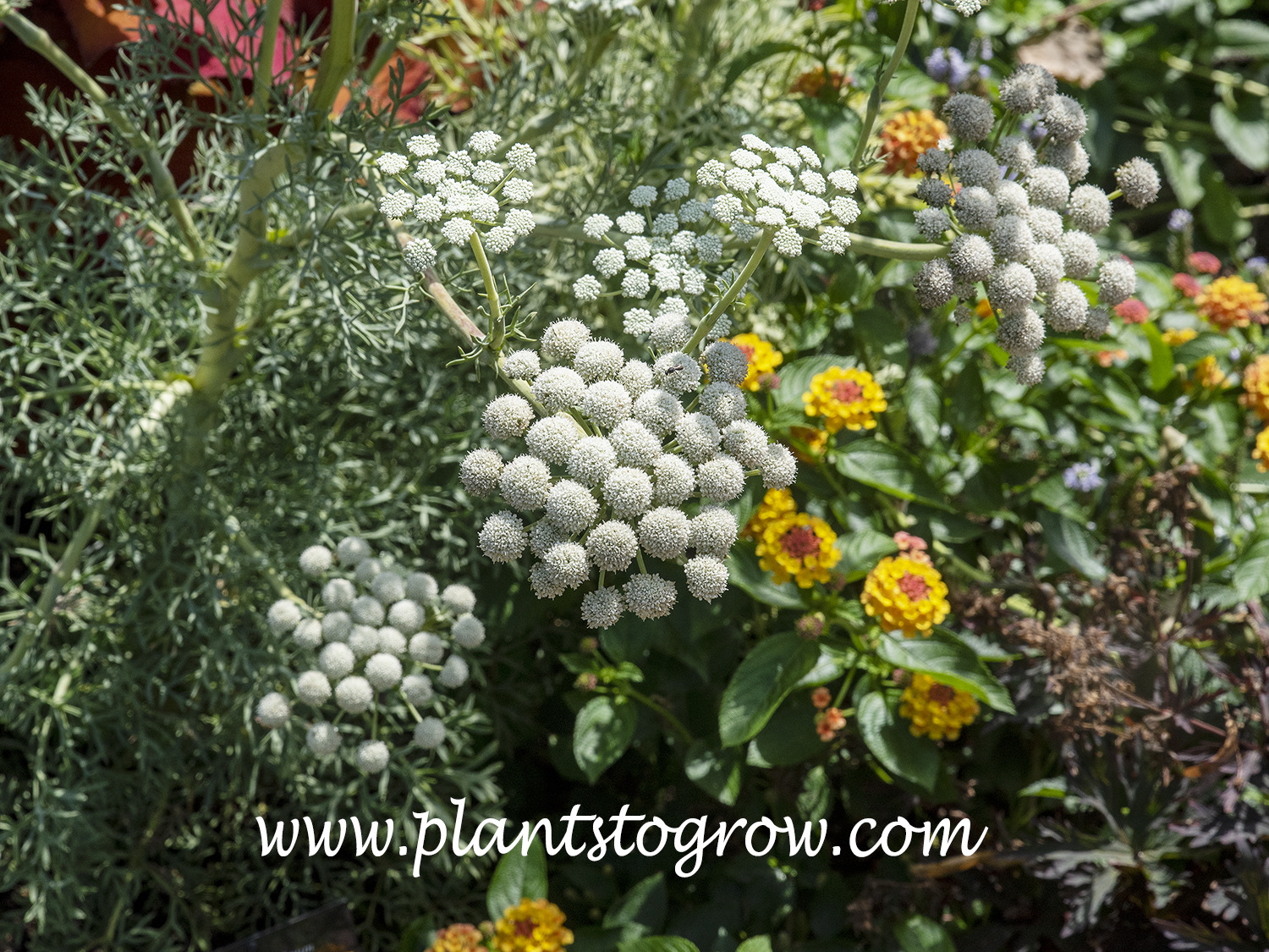 Moon Carrot (Seseli gummiferum) | Plants To Grow Plants Database by ...