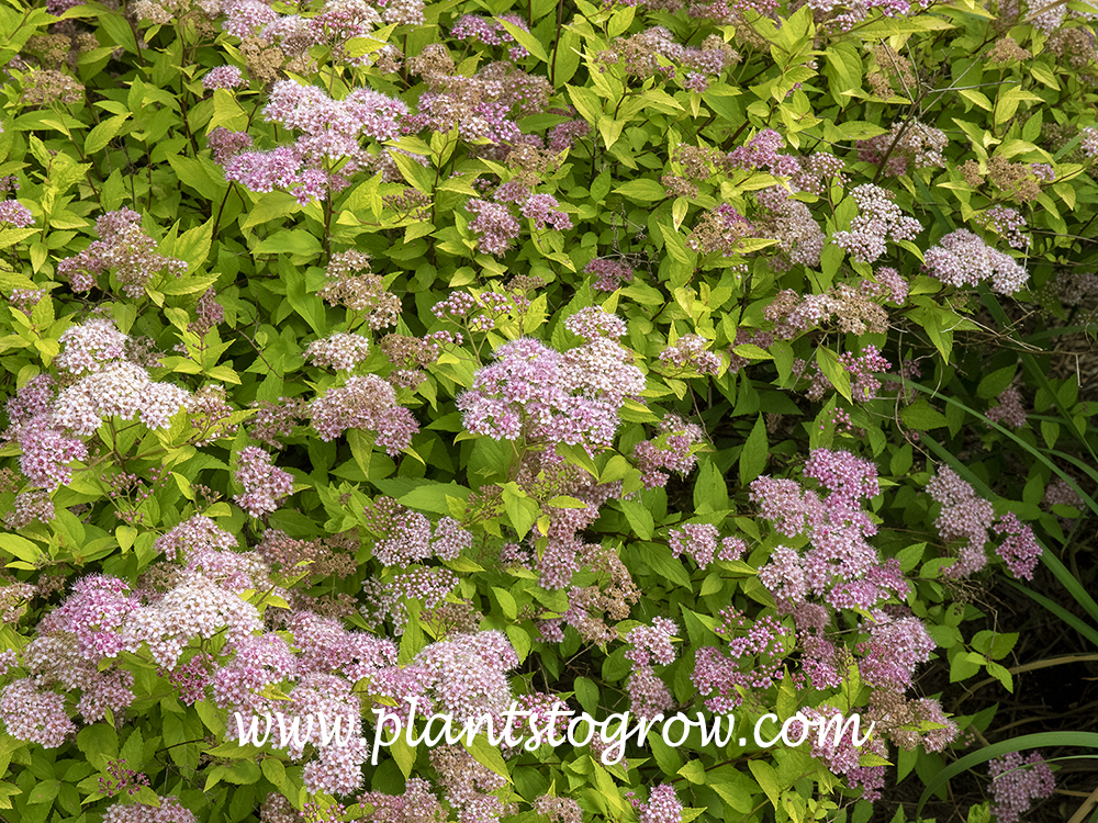 Limemound Spirea (Spiraea japonica) | Plants To Grow Plants Database by ...