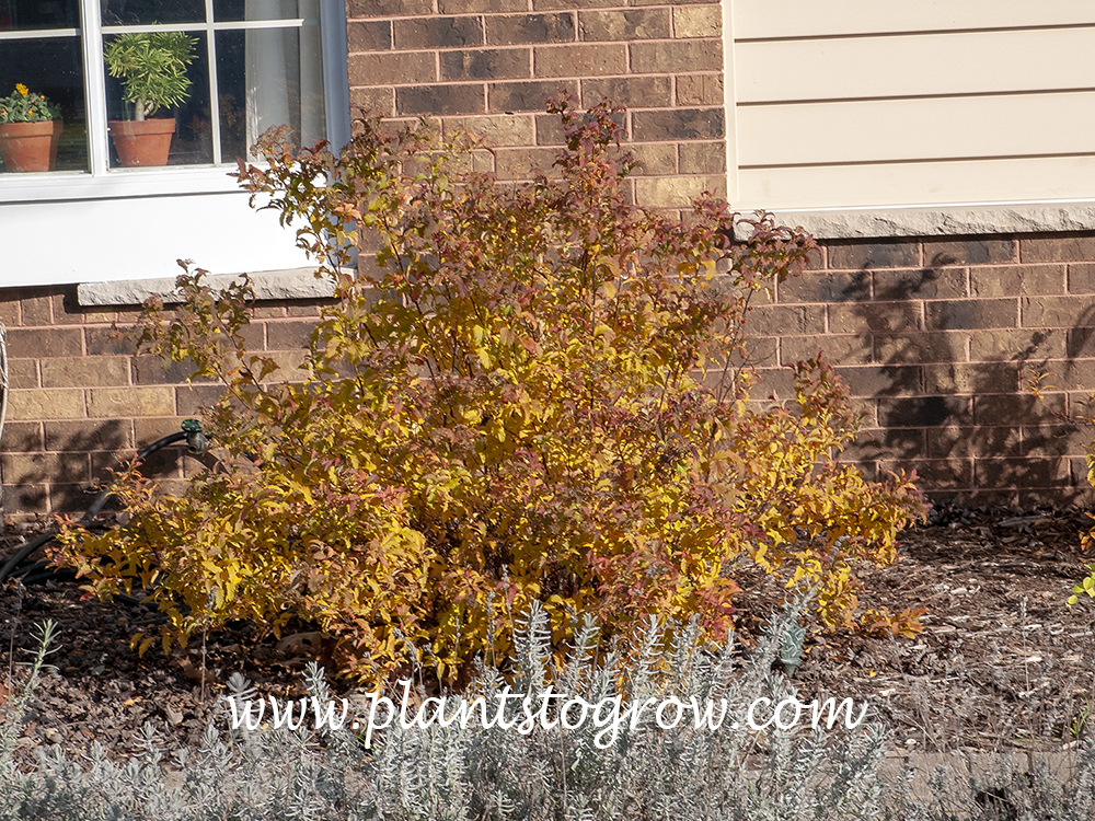 Curly Leaf Spirea (Spiraea japonica) | Plants To Grow Plants Database ...