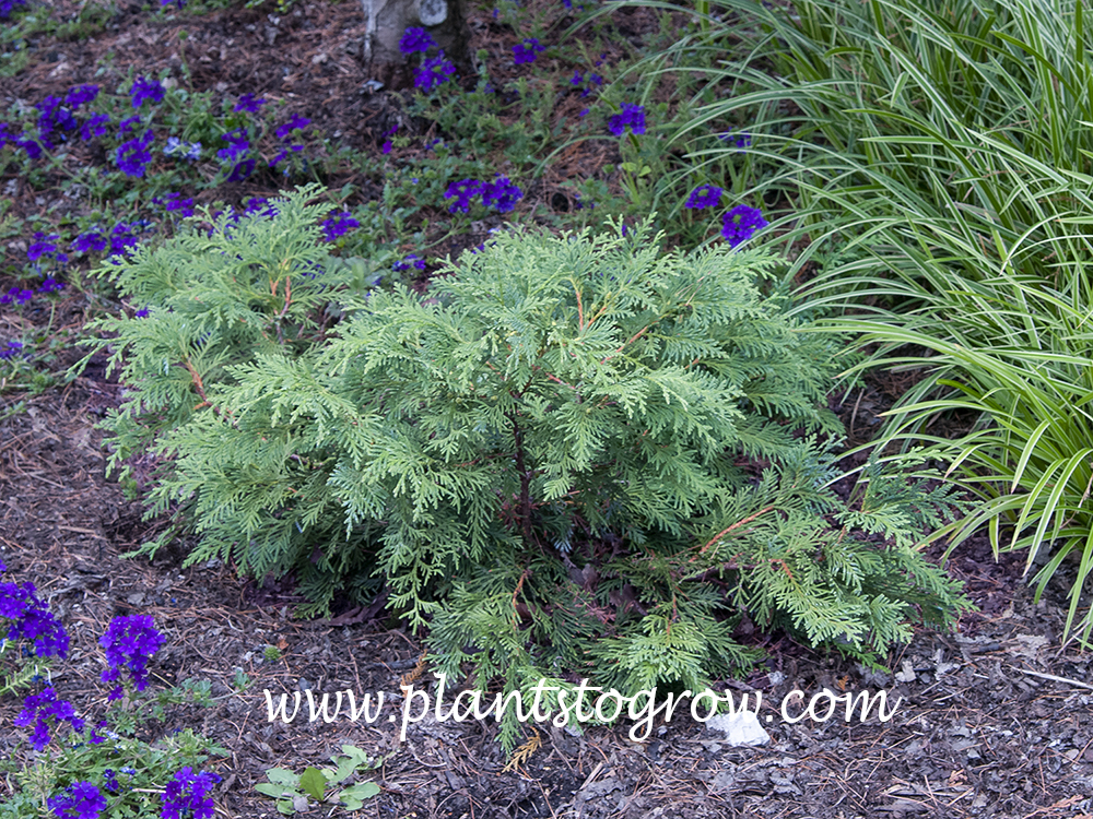 Blue Korean Arborvitae (Thuja koraiensis glauca prostrata) | Plants To ...