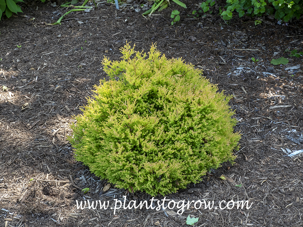 Rheingold arborvitae (Thuja occidentalis) | Plants To Grow Plants ...