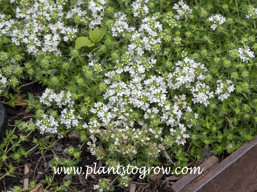 White Moss Thyme (Thymus praecox albiflorus) | Plants To Grow Plants ...