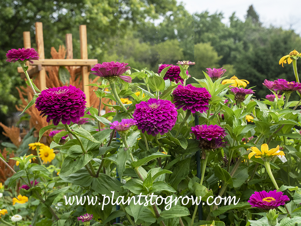 'Purple Prince' Zinnia (Zinnia elegans) | Plants To Grow Plants ...