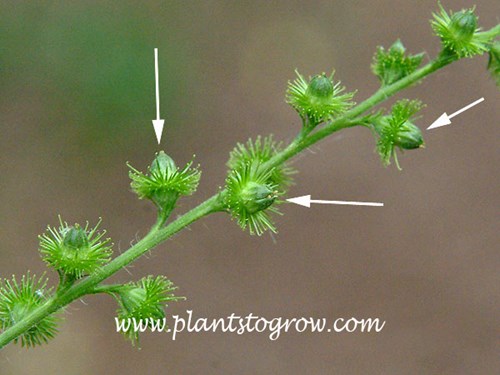 Beaked Agrimony (Agrimonia rostellata) gets its name from the beak center of the flower.