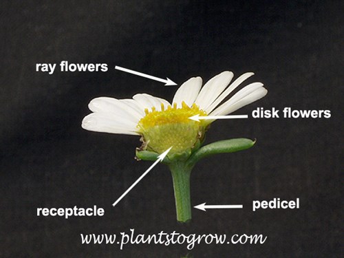 A cross section of a composite flower.  Labeled are the ray flowers, disk flowers, receptacle and peduncle.