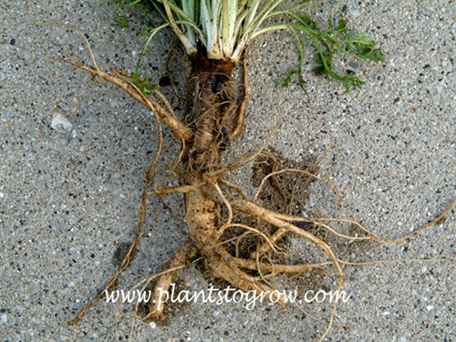 Taproot of a Queen Ann's Lace.