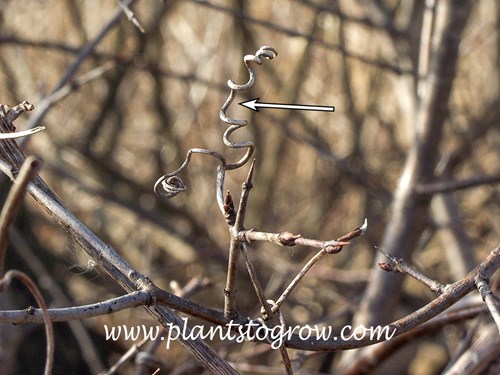 Tendril of a wild Grape wrapping around the stem of a Buckthorn.