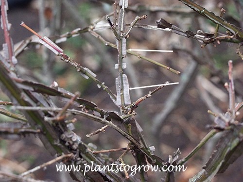 The corky wings on a stem of a Burning Bush.